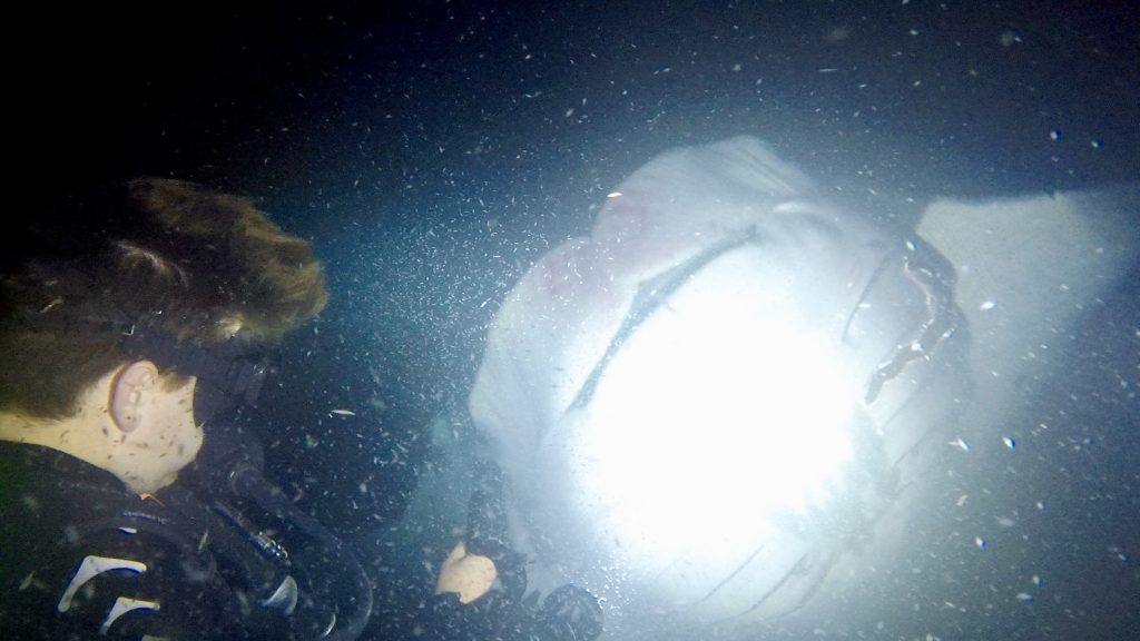Hawaii with kids, Manta Ray, family travel